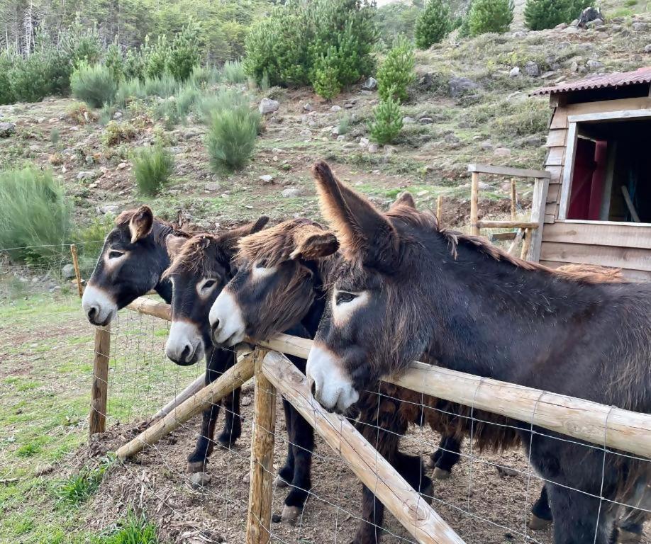 Mountain Eco Shelter 2 Otel Funchal Dış mekan fotoğraf